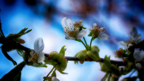 Low angle view of white flowers blooming against sky