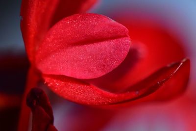 Close-up of water drops on red flower