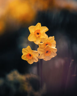 Close-up of yellow flower