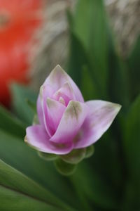 Close-up of pink lotus blooming outdoors