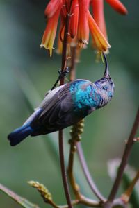 Close-up of bird perching on flower