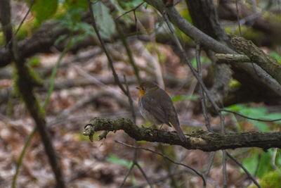 Bird perching on a tree