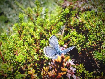 Close-up of butterfly on plant