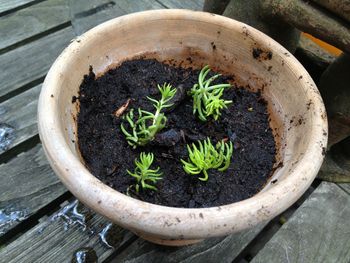 Potted plant on wall