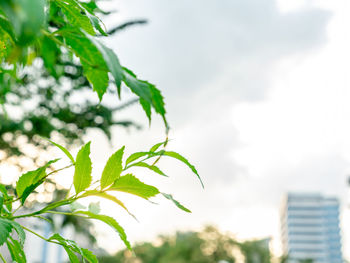 Close-up of fresh green leaves against sky