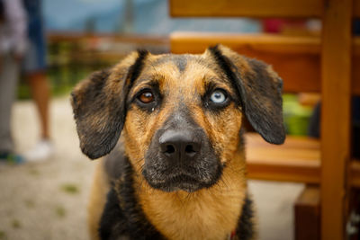 Close-up portrait of dog looking at camera