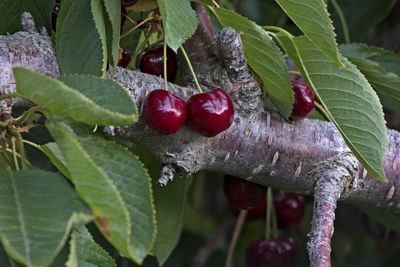 Close-up of strawberry growing on tree