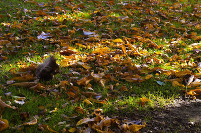 Leaves on field