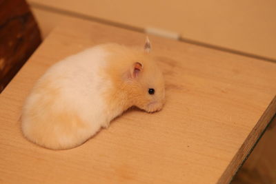 High angle view of rabbit on table