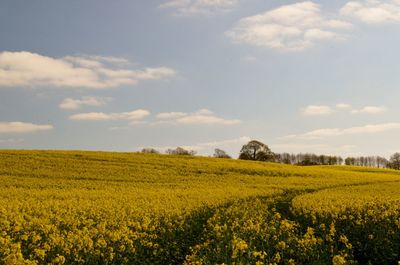 Scenic view of oilseed rape field against sky