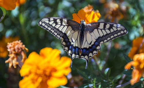 Close-up of butterfly pollinating on flower