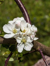 Close-up of cherry blossom