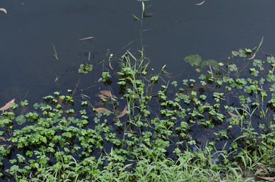 High angle view of water lilies floating on lake