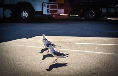Seagulls on street against trucks