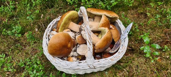 High angle view of mushrooms in basket on field