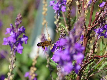 A honey bee visiting purple flowers