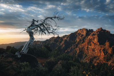 Dead tree in mountains at sunrise