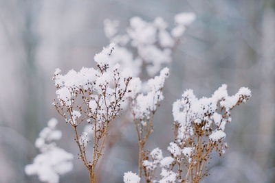 Close-up of snow covered tree