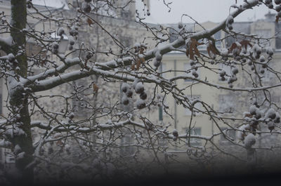 Bare tree in snow