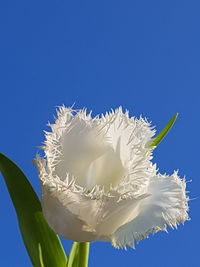 Close-up of cactus against clear sky