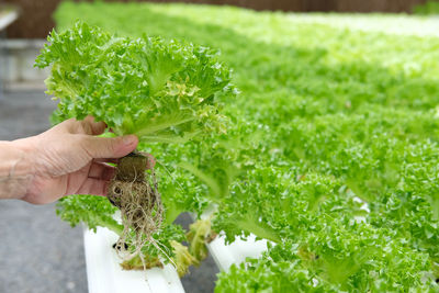 Cropped hand holding leaf vegetable