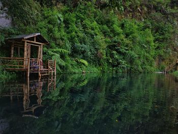 Scenic view of lake in forest