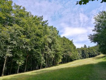 Trees on field against sky