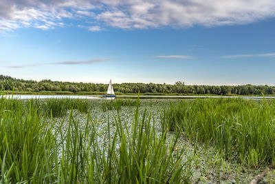 Scenic view of grassy field against sky