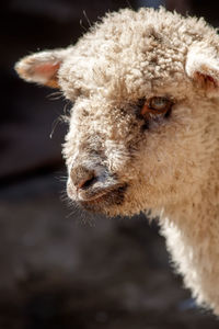 Close-up of goat