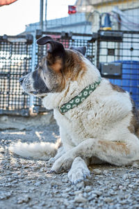 Close-up of a dog looking away