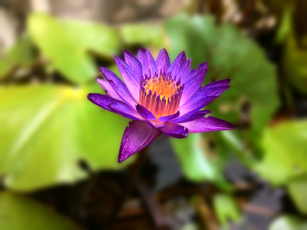 CLOSE-UP OF PINK FLOWER