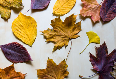 Close-up of maple leaves