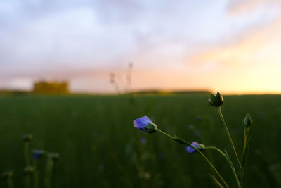 Close-up of purple flowering plant on field