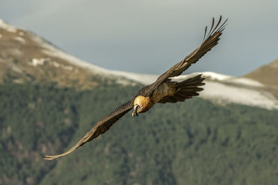 Full length of bird flying over landscape