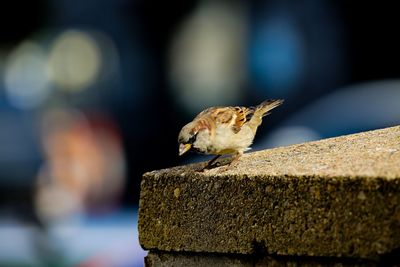 Close-up of bird perching on wood