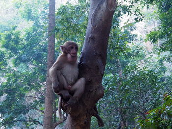 Low angle view of monkey sitting on tree in forest