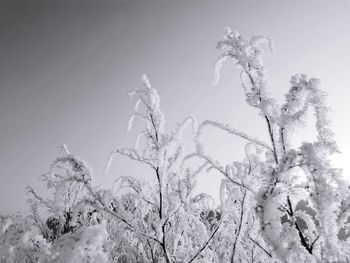 Low angle view of frozen plants against sky during winter