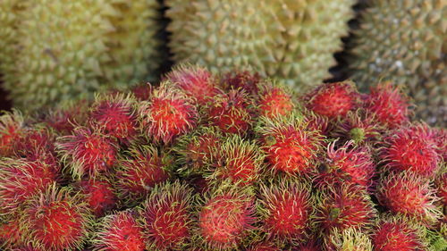 Close-up of rambutan