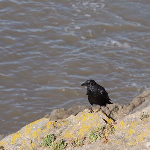 Close-up of bird perching on shore