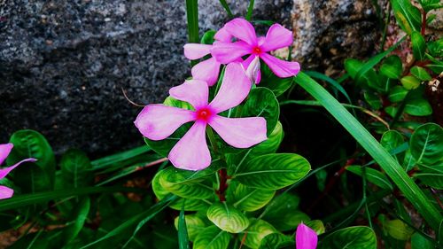 Close-up of pink flowers