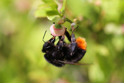 Stone bumble bee