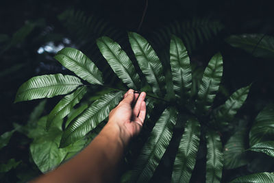 Close-up of hand holding leaves