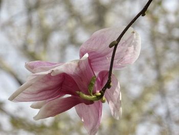 Close-up of pink flowering plant