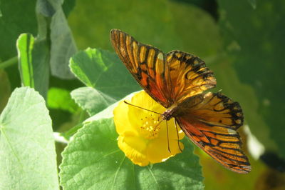 Close-up of butterfly pollinating on yellow flower