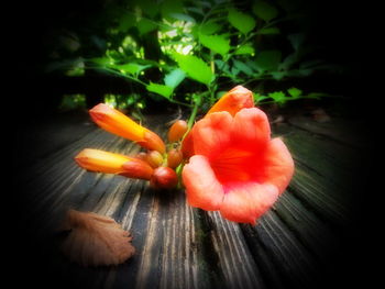 Close-up of red rose