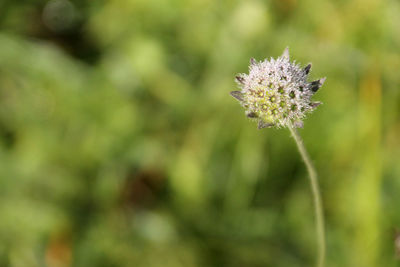 Close-up of honey bee on flower in field