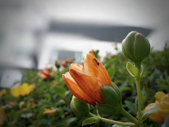 Close-up of orange flower buds