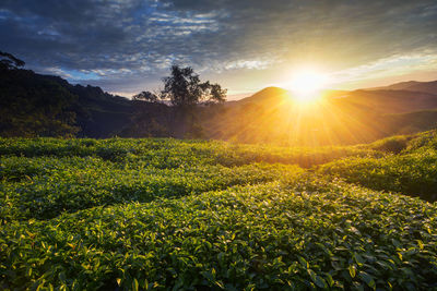 Plants growing on field against sky during sunset