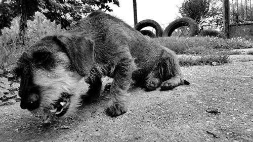 Dog relaxing on field