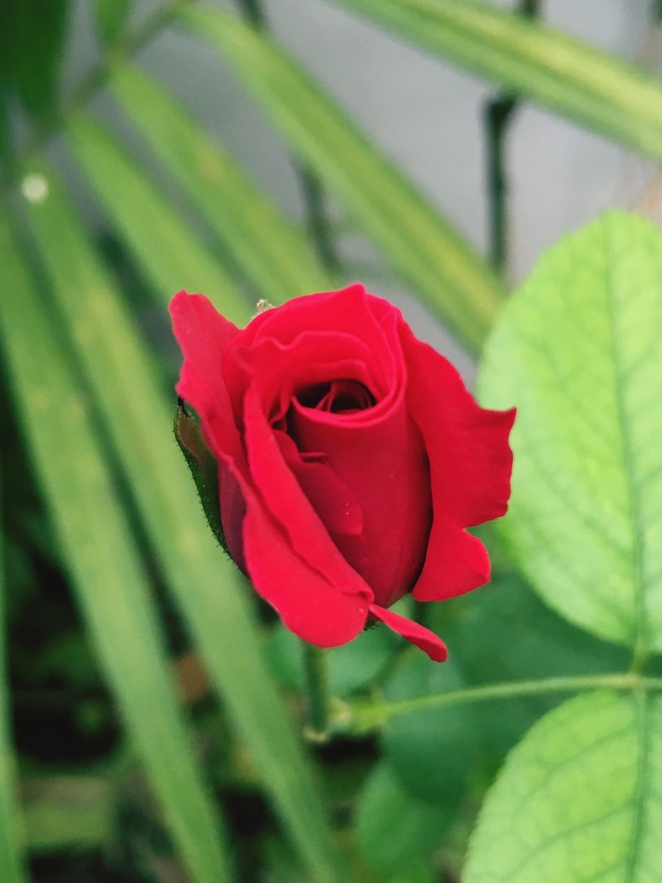 flower, petal, flower head, freshness, red, fragility, growth, single flower, beauty in nature, close-up, focus on foreground, blooming, nature, plant, rose - flower, leaf, in bloom, rose, day, selective focus